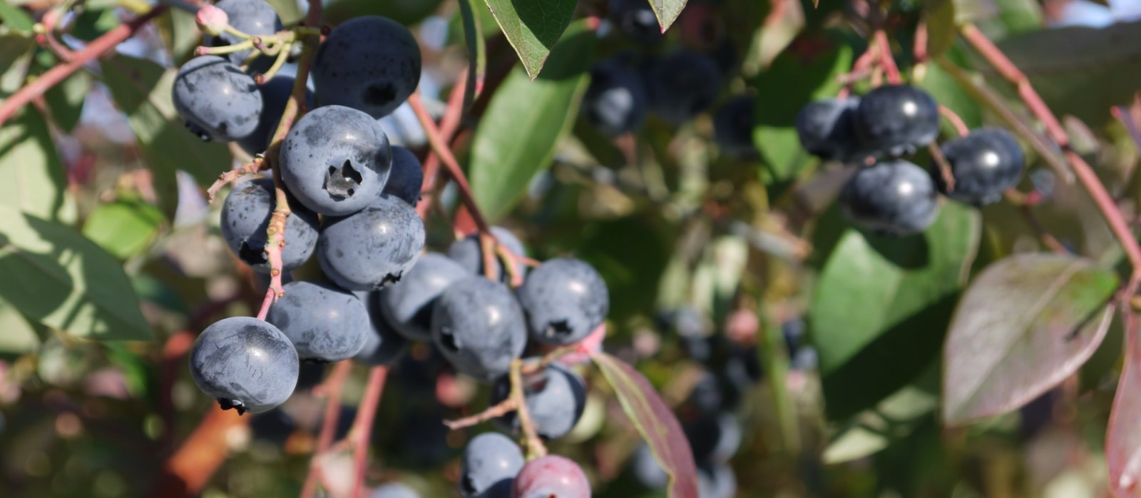 Blueberry bush closeup