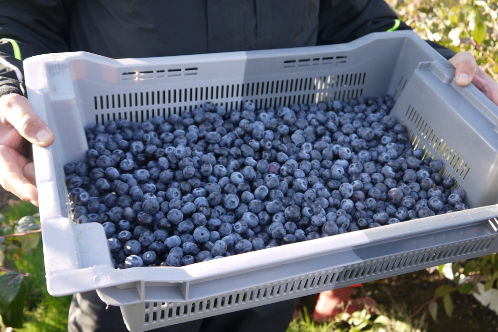 Tray of fresh blueberries